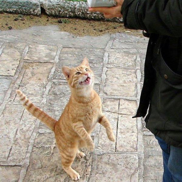 рыжий кот